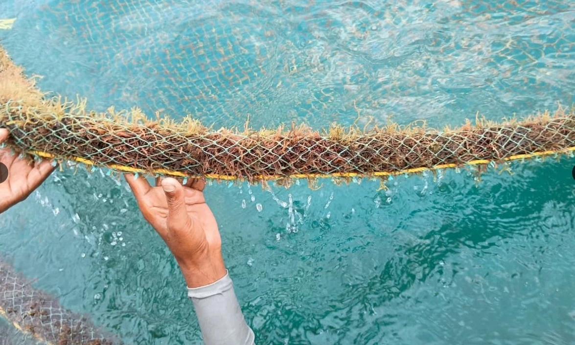 A hand lifting a net filled with reddish Gracilaria edulis seaweed above clear water.