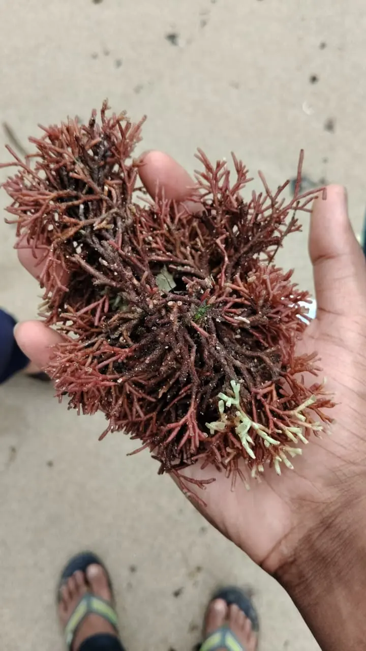 Gracilaria edulis held in a hand, with a small patch of pale tissue visible near the tips.